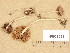  (Psathyrella umbrina - H6038523)  @11 [ ] Copyright (2013) Diana Weckman Botanical Museum, Finnish Museum of Natural History, University of Helsinki