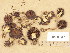  (Psathyrella aff. atomatoides - H6038525)  @11 [ ] Copyright (2013) Diana Weckman Botanical Museum, Finnish Museum of Natural History, University of Helsinki