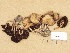  (Psathyrella cernua - H6038531)  @11 [ ] Copyright (2013) Diana Weckman Botanical Museum, Finnish Museum of Natural History, University of Helsinki