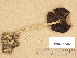  (Psathyrella cf. spadiceogrisea - H6038536)  @11 [ ] Copyright (2013) Diana Weckman Botanical Museum, Finnish Museum of Natural History, University of Helsinki