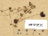  (Psathyrella panaceoloides - H6038539)  @11 [ ] Copyright (2013) Diana Weckman Botanical Museum, Finnish Museum of Natural History, University of Helsinki