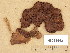  (Psathyrella mucrocystis - H6038542)  @11 [ ] Copyright (2013) Diana Weckman Botanical Museum, Finnish Museum of Natural History, University of Helsinki