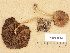  (Psathyrella vernalis - H6038543)  @11 [ ] Copyright (2013) Diana Weckman Botanical Museum, Finnish Museum of Natural History, University of Helsinki