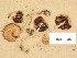  (Psathyrella pannucioides - H6038546)  @11 [ ] Copyright (2013) Diana Weckman Botanical Museum, Finnish Museum of Natural History, University of Helsinki