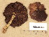  (Psathyrella chondroderma - H6038548)  @11 [ ] Copyright (2013) Diana Weckman Botanical Museum, Finnish Museum of Natural History, University of Helsinki