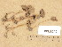  (Psathyrella prona - H6038549)  @11 [ ] Copyright (2013) Diana Weckman Botanical Museum, Finnish Museum of Natural History, University of Helsinki