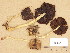  (Psathyrella larga - H6039119)  @11 [ ] Copyright (2013) Diana Weckman Botanical Museum, Finnish Museum of Natural History, University of Helsinki