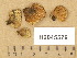  (Tapinella - H6045579)  @11 [ ] Copyright (2014) Diana Weckman Botanical Museum, Finnish Museum of Natural History, University of Helsinki