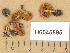  (Pholiota higlandensis - H6045595)  @11 [ ] Copyright (2014) Diana Weckman Botanical Museum, Finnish Museum of Natural History, University of Helsinki
