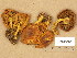  (Pholiota flammula - H6045600)  @11 [ ] Copyright (2014) Diana Weckman Botanical Museum, Finnish Museum of Natural History, University of Helsinki