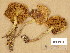  ( - H6045617)  @11 [ ] Copyright (2014) Diana Weckman Botanical Museum, Finnish Museum of Natural History, University of Helsinki