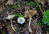  ( - H6047375)  @11 [ ] CreativeCommons - Attribution Share-Alike (2023) Unspecified Lapland Mushroom Society