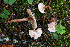  ( - H6047387)  @11 [ ] CreativeCommons - Attribution Share-Alike (2023) Unspecified Lapland Mushroom Society