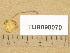  (Pluteus cf. chrysophaeus - TUR098070)  @11 [ ] Copyright (2014) Diana Weckman Botanical Museum, Finnish Museum of Natural History, University of Helsinki