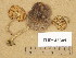  (Pluteus indisiosus - TUR145301)  @11 [ ] Copyright (2014) Diana Weckman Botanical Museum, Finnish Museum of Natural History, University of Helsinki