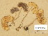  (Pluteus cf. plautus - TUR160354)  @11 [ ] Copyright (2014) Diana Weckman Botanical Museum, Finnish Museum of Natural History, University of Helsinki