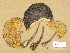  (Pluteus tricuspidatus - TUR171427)  @11 [ ] Copyright (2014) Diana Weckman Botanical Museum, Finnish Museum of Natural History, University of Helsinki