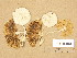  ( - TUR176782)  @11 [ ] Copyright (2014) Diana Weckman Botanical Museum, Finnish Museum of Natural History, University of Helsinki