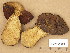  (Boletus luridiformis - TUR196294)  @11 [ ] Copyright (2014) Diana Weckman Botanical Museum, Finnish Museum of Natural History, University of Helsinki