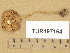  (Pluteus salicinus - TUR197164)  @11 [ ] Copyright (2014) Diana Weckman Botanical Museum, Finnish Museum of Natural History, University of Helsinki