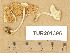 (Volvariella reidii - TUR201395)  @11 [ ] Copyright (2014) Diana Weckman Botanical Museum, Finnish Museum of Natural History, University of Helsinki