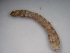  ( - JI-BOLD-33)  @11 [ ] Unspecified (default): All Rights Reserved  Unspecified Unspecified