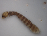  (Cnephia - JI-BOLD-35)  @12 [ ] Unspecified (default): All Rights Reserved  Unspecified Unspecified