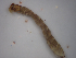  ( - JI-BOLD-38)  @12 [ ] Unspecified (default): All Rights Reserved  Unspecified Unspecified