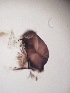  ( - JI-BOLD-288)  @12 [ ] Unspecified (default): All Rights Reserved  Unspecified Unspecified