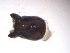  ( - JI-BOLD-300)  @12 [ ] Unspecified (default): All Rights Reserved  Unspecified Unspecified