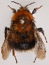  (Bombus cingulatus - GL.2954)  @14 [ ] CreativeCommons - Attribution Non-Commercial (2014) Marko Mutanen University of Oulu