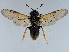 (Trichiosoma sorbi - ZMUO.058417)  @11 [ ] by-nc (2022) Marko Mutanen University of Oulu