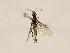  (Calameuta punctata - ZMUO.030973)  @13 [ ] CreativeCommons - Attribution Non-Commercial (2018) Marko Mutanen University of Oulu