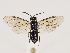  ( - ZMUO.032217)  @14 [ ] CreativeCommons - Attribution Non-Commercial (2018) Marko Mutanen University of Oulu