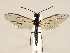  (Cephus nigrinus - ZMUO.032485)  @14 [ ] CreativeCommons - Attribution Non-Commercial (2018) Marko Mutanen University of Oulu