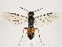  (Taxonus - ZMUO.033603)  @15 [ ] CreativeCommons - Attribution Non-Commercial (2018) Marko Mutanen University of Oulu