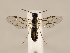 (Ametastegia perla - ZMUO.033893)  @15 [ ] CreativeCommons - Attribution Non-Commercial (2018) Marko Mutanen University of Oulu