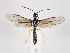  (Cephus fumipennis - ZMUO.034818)  @13 [ ] CreativeCommons - Attribution Non-Commercial (2019) Marko Mutanen University of Oulu