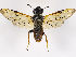  (Trichiosoma sibiricum - ZMUO.035223)  @14 [ ] CreativeCommons - Attribution Non-Commercial (2019) Marko Mutanen University of Oulu