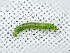  ( - ZMUO.066981)  @11 [ ] by-nc (2023) Marko Mutanen University of Oulu