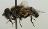 (Eristalis hirta - JKA12-0436)  @15 [ ] CreativeCommons - Attribution Non-Commercial (2012) Marko Mutanen University of Oulu