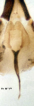  ( - EVI-000077)  @11 [ ] CreativeCommons - Attribution Non-Commercial Share-Alike (2025) Esko Viitanen University of Oulu
