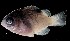  ( - FJMI3750)  @12 [ ] Unspecified (default): All Rights Reserved  Jose Angel Cohuo Unspecified