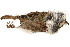  ( - BIOUG49276-A01)  @11 [ ] CreativeCommons - Attribution (2019) CBG Photography Group Centre for Biodiversity Genomics