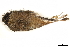  (Catharus guttatus - BIOUG49276-A03)  @11 [ ] CreativeCommons - Attribution (2019) CBG Photography Group Centre for Biodiversity Genomics