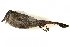  ( - BIOUG49276-A07)  @11 [ ] CreativeCommons - Attribution (2019) CBG Photography Group Centre for Biodiversity Genomics