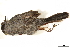  ( - BIOUG49276-A08)  @11 [ ] CreativeCommons - Attribution (2019) CBG Photography Group Centre for Biodiversity Genomics