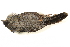  ( - BIOUG49276-A09)  @11 [ ] CreativeCommons - Attribution (2019) CBG Photography Group Centre for Biodiversity Genomics