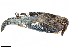  ( - BIOUG49276-B04)  @11 [ ] CreativeCommons - Attribution (2019) CBG Photography Group Centre for Biodiversity Genomics