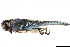  ( - BIOUG49276-B05)  @11 [ ] CreativeCommons - Attribution (2019) CBG Photography Group Centre for Biodiversity Genomics